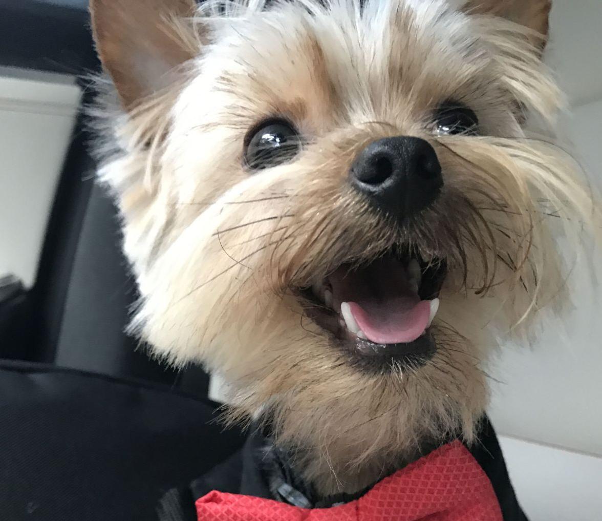Pic of the Litter: Dustin